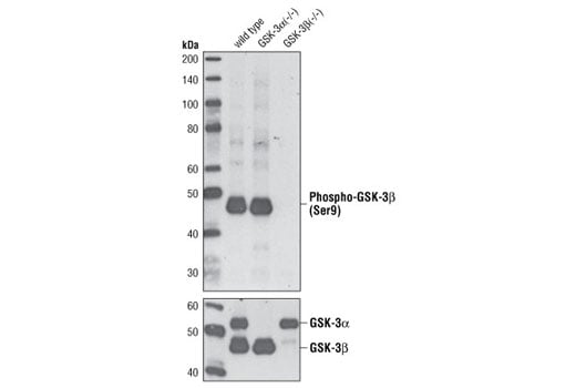 Western Blotting Image 2: Phospho-GSK-3-beta (Ser9) (D3A4) Rabbit Monoclonal Antibody