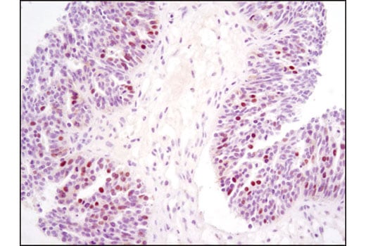 Immunohistochemistry Image 3: Skp2 (D3G5) Rabbit Monoclonal Antibody