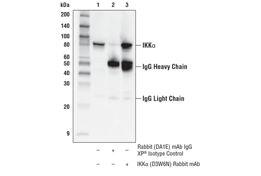 Immunoprecipitation Image 1: IKK alpha (D3W6N) Rabbit Monoclonal Antibody