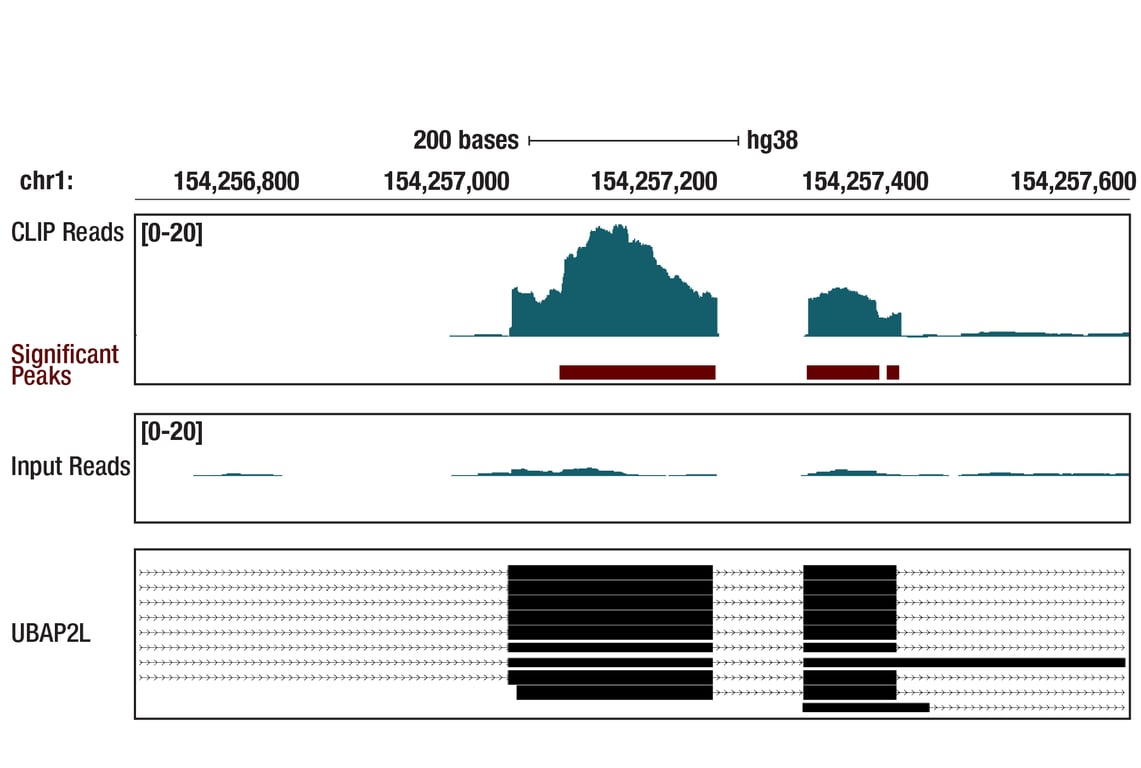 eCLIP Image 1: UBAP2L (E5X4E) Rabbit Monoclonal Antibody
