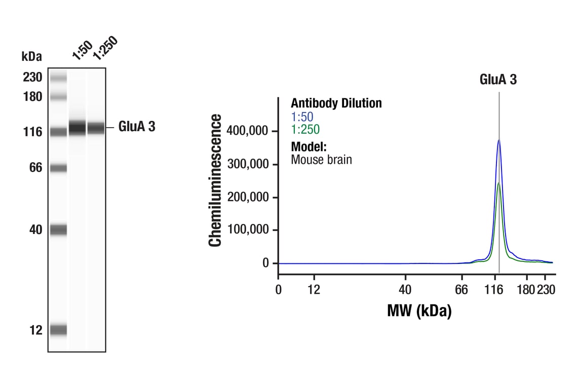 Western Blotting Image 1: AMPA Receptor 3 (GluA 3) (D47E3) Rabbit Monoclonal Antibody