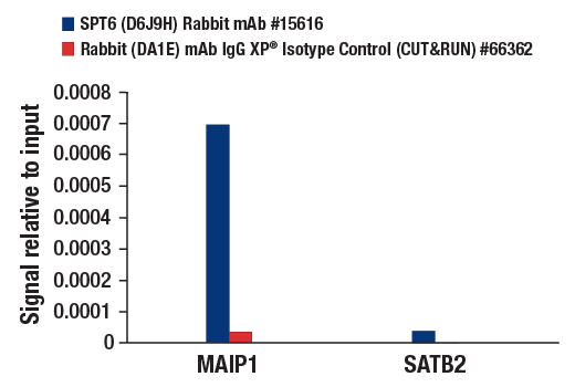 CUT & RUN Image 3: SPT6 (D6J9H) Rabbit Monoclonal Antibody