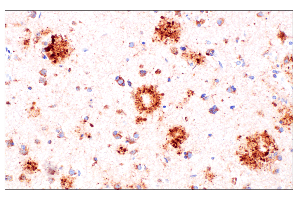 Immunohistochemistry Image 1: TMEM106B (E7H7Z) Rabbit Monoclonal Antibody