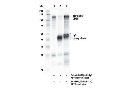 Immunoprecipitation Image 1: TNFRSF8/CD30 (E4L4I) Rabbit Monoclonal Antibody