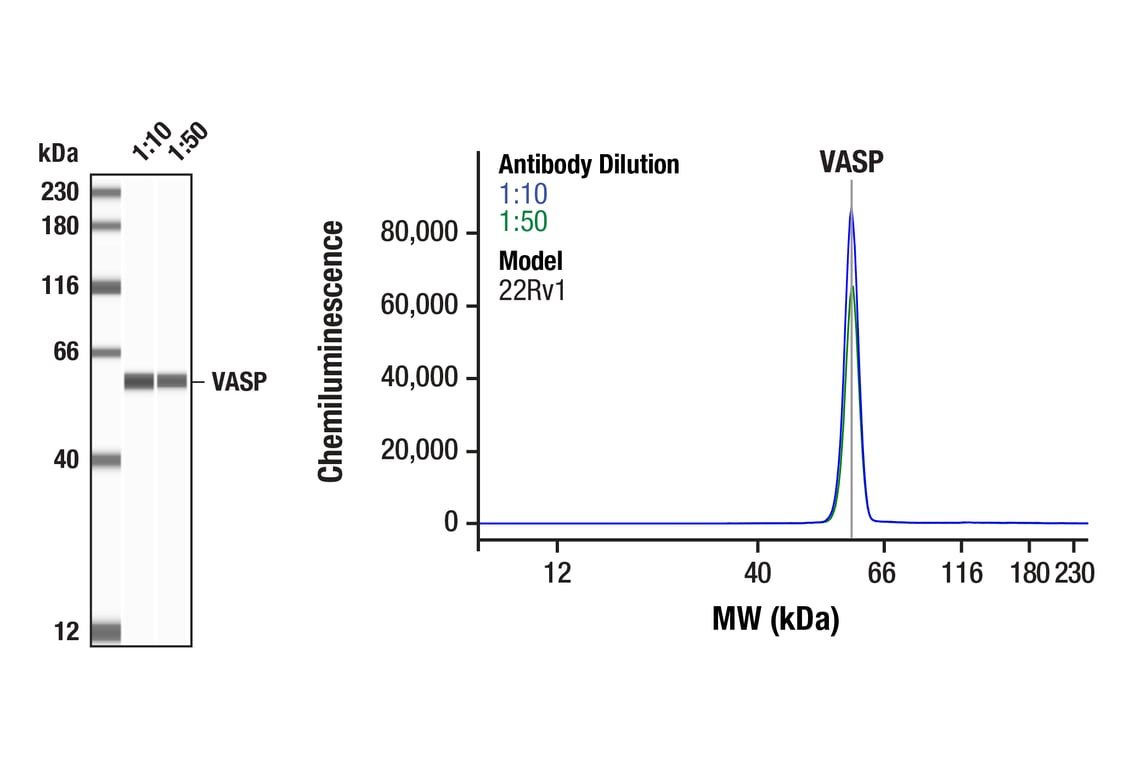 Western Blotting Image 1: VASP (F3S3F) Rabbit Monoclonal Antibody