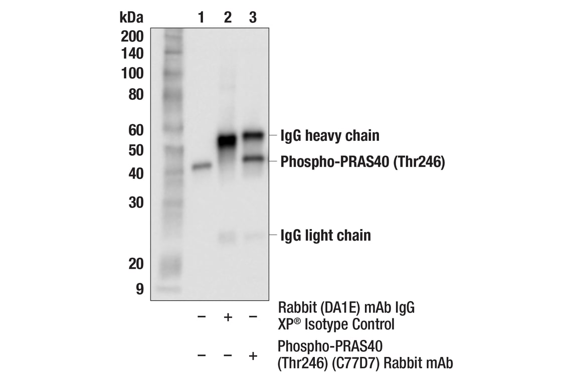 undefined Image 27: mTOR Regulation Antibody Sampler Kit