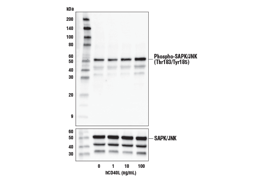 undefined Image 3: Human CD40 Ligand (hCD40L) Recombinant Protein