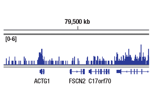 Chromatin Immunoprecipitation Image 1: Tri-Methyl-Histone H3 (Lys36) (D5A7) Rabbit Monoclonal Antibody