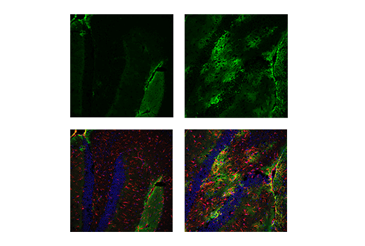 Immunofluorescence Image 3: CD44 (IM7) Rat Monoclonal Antibody