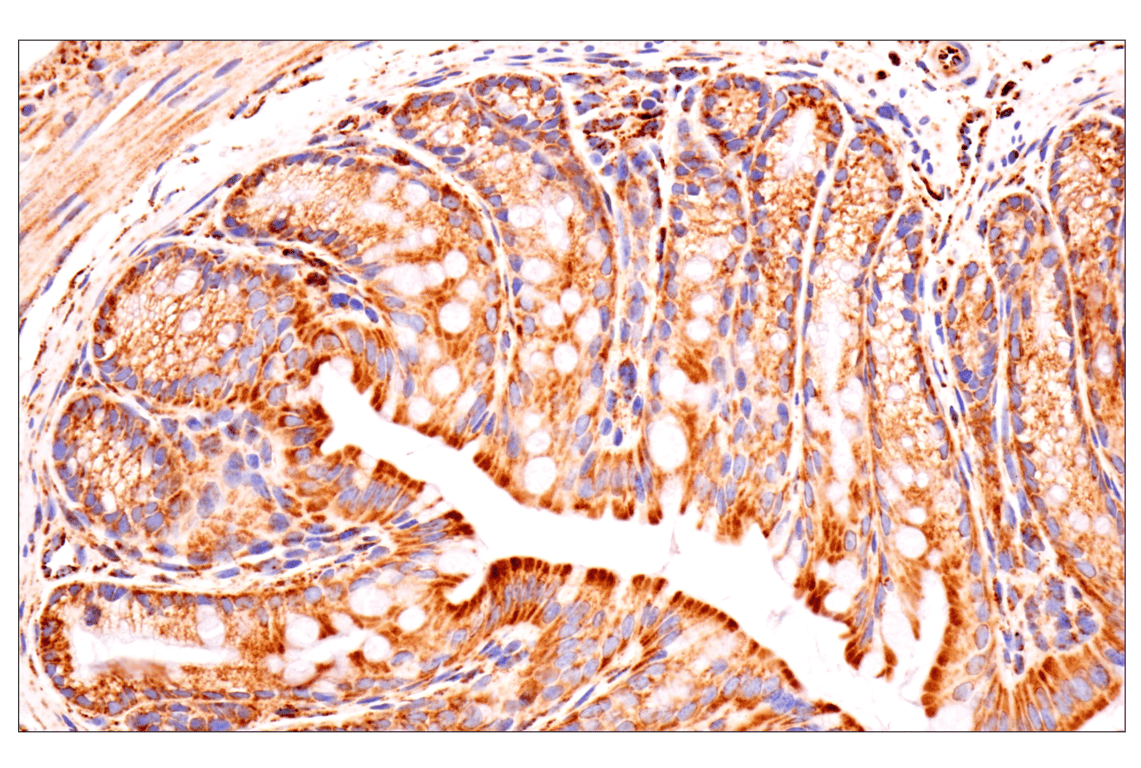 Immunohistochemistry Image 11: TSPO (F5B8F) Rabbit Monoclonal Antibody