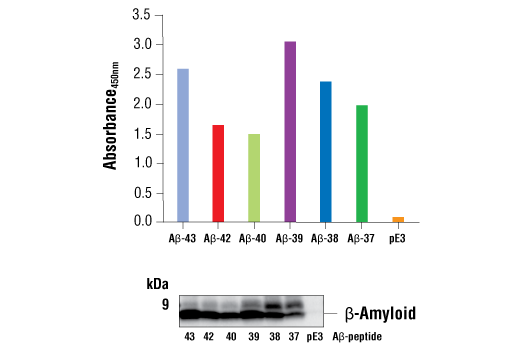 ELISA Image 1: FastScan<sup>™</sup> β-Amyloid ELISA Kit