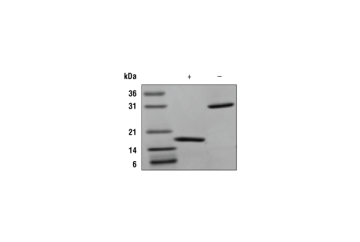undefined Image 2: Mouse CSF-1/M-CSF Recombinant Protein
