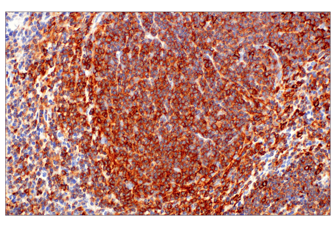 Immunohistochemistry Image 4: TRAF5 (F6W4N) Rabbit Monoclonal Antibody