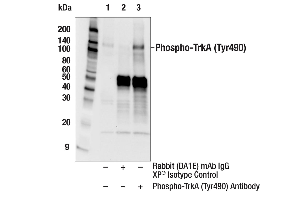 Immunoprecipitation Image 1: Phospho-TrkA (Tyr490) Antibody