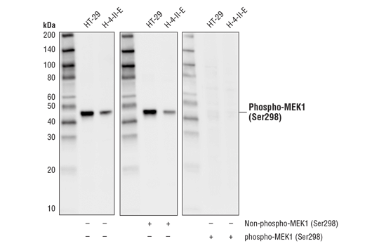 Western Blotting Image 3: Phospho-MEK1 (Ser298) (D1P9E) Rabbit Monoclonal Antibody