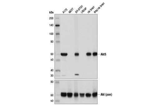 undefined Image 1: Microglia Interferon-Related Module Antibody Sampler Kit