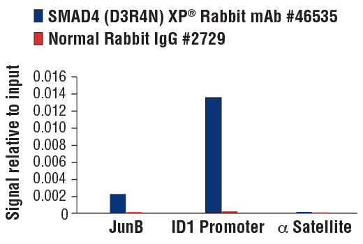 Chromatin Immunoprecipitation Image 3: SMAD4 (D3R4N) Rabbit Monoclonal Antibody