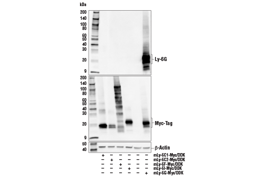Ly-6G (E6Z1T) Rabbit mAb (BSA and Azide Free) | Cell Ly-6G (E6Z1T) Rabbit mAb (BSA and Azide Free) | Cell