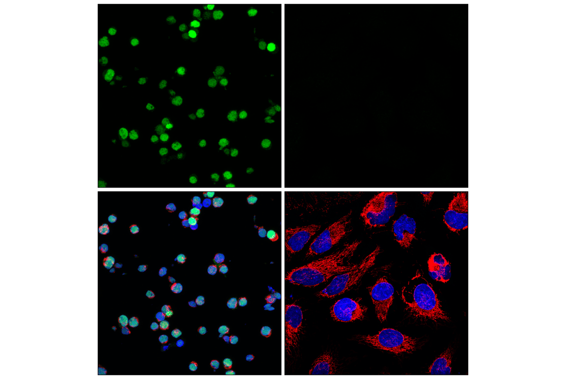 Immunofluorescence Image 1: POU2F2 (F3B7M) Rabbit Monoclonal Antibody (BSA and Azide Free)