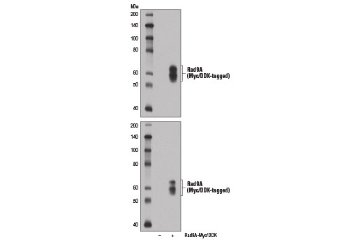 Western Blotting Image 2: Rad9A (D2J4P) Rabbit Monoclonal Antibody
