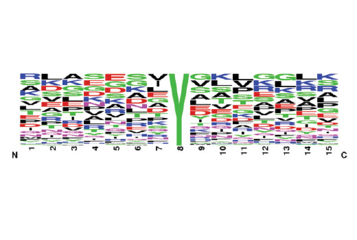 PTMScan Image 2: PTMScan<sup>®</sup> Pilot Phospho-Tyrosine Rabbit Monoclonal Antibody (P-Tyr-1000) Kit