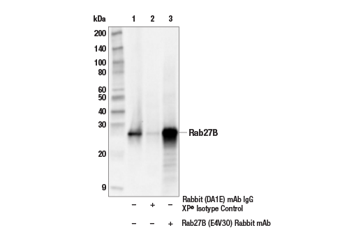 Immunoprecipitation Image 1: Rab27B (E4V3O) Rabbit Monoclonal Antibody