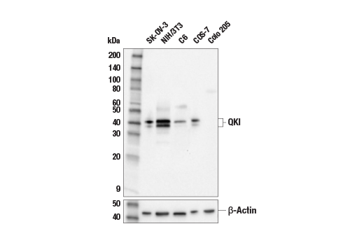 Western Blotting Image 1: QKI (E7O4A) Rabbit mAb