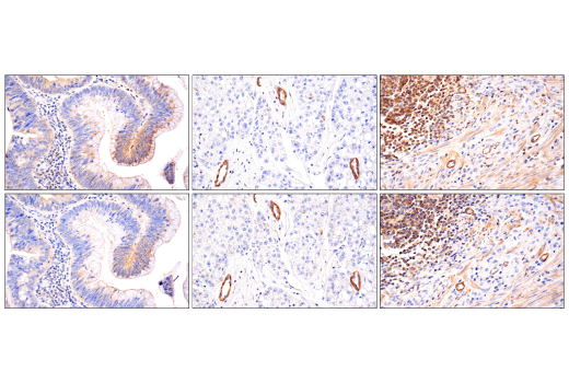 Immunohistochemistry Image 1: MYPT1 (D6C1) Rabbit Monoclonal Antibody (BSA and Azide Free)