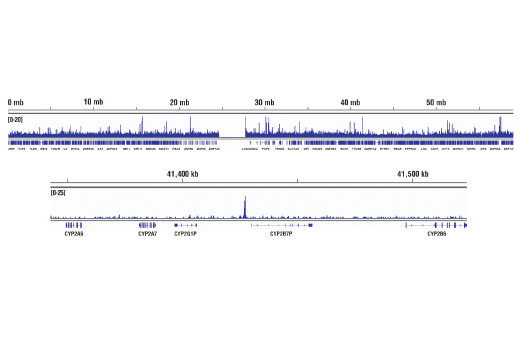 Chromatin Immunoprecipitation Image 2: NKX3.1 (D2Y1A) Rabbit Monoclonal Antibody