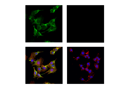 Immunofluorescence Image 1: CD44 (IM7) Rat Monoclonal Antibody
