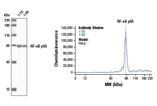 Western Blotting Image 1: NF-kappaB p65 (D14E12) Rabbit Monoclonal Antibody