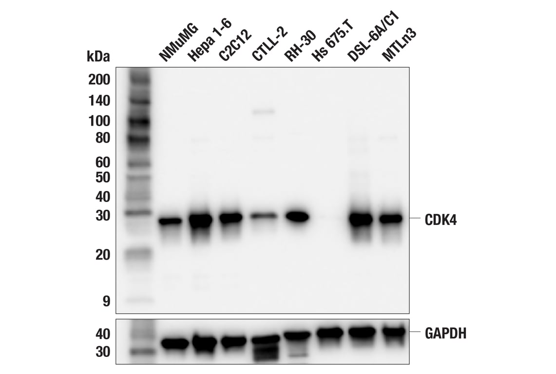 CDK4 (F4A7V) Rabbit mAb | Cell Signaling Technology