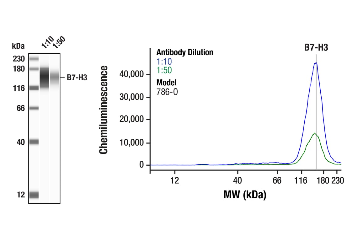 Western Blotting Image 1: B7-H3 (D9M2L) Rabbit Monoclonal Antibody