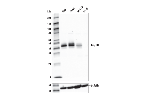 Western Blotting Image 2: Fc-gamma RIIB (D8T4C) Rabbit Monoclonal Antibody