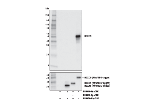 Western Blotting Image 2: HOXD9 (E3F2T) Rabbit Monoclonal Antibody