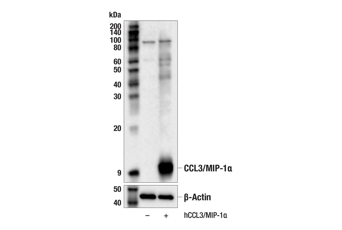 Western Blotting Image 2: CCL3/MIP-1 alpha (F3I3P) Rabbit Monoclonal Antibody
