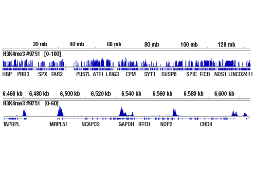 CUT & RUN Image 1: DNA Library Prep Kit for Illumina Systems (ChIP-seq, CUT&RUN)
