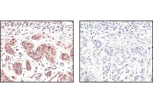 Immunohistochemistry Image 3: NEDD8 (19E3) Rabbit Monoclonal Antibody