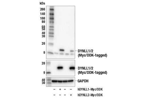 Western Blotting Image 2: DYNLL1/LC8 (E6W7R) Rabbit Monoclonal Antibody