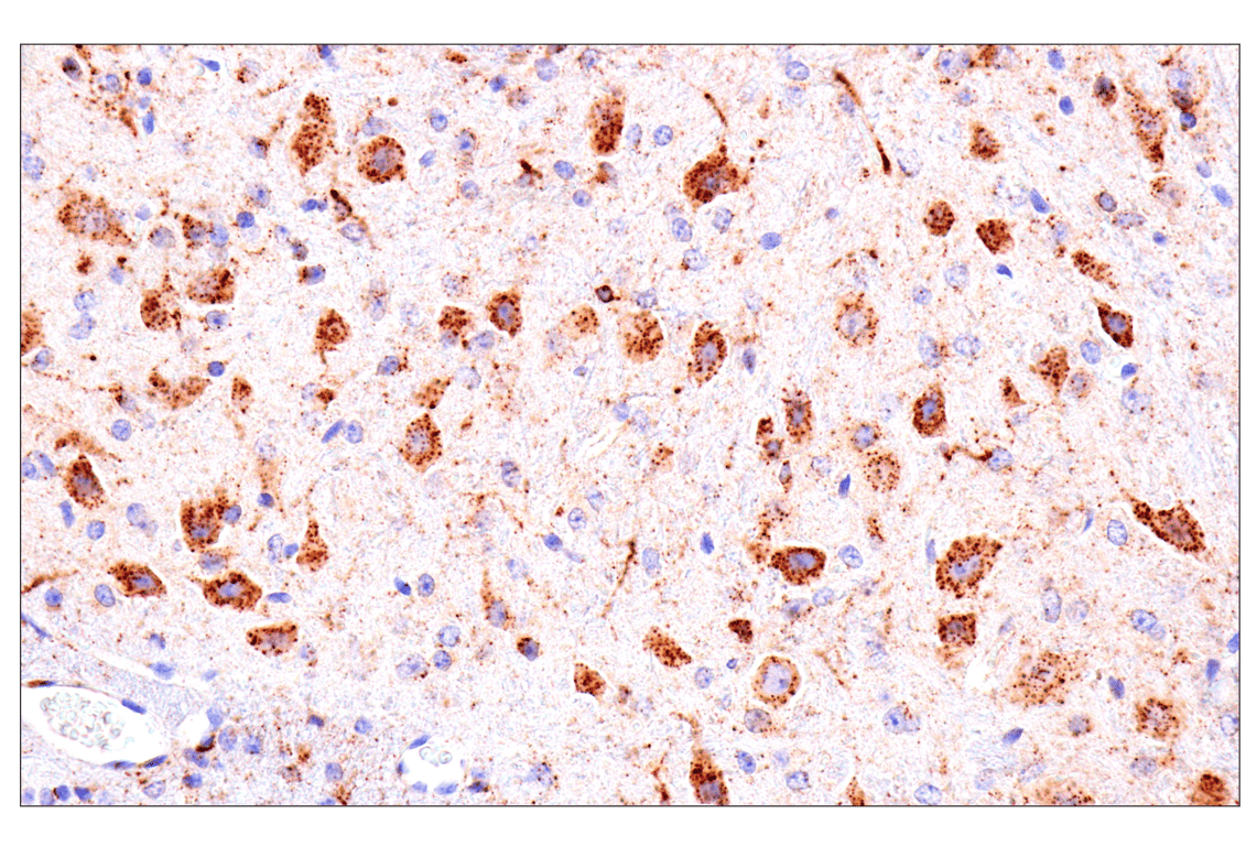 Immunohistochemistry Image 3: HEXB (E9X5S) Rabbit Monoclonal Antibody (BSA and Azide Free)
