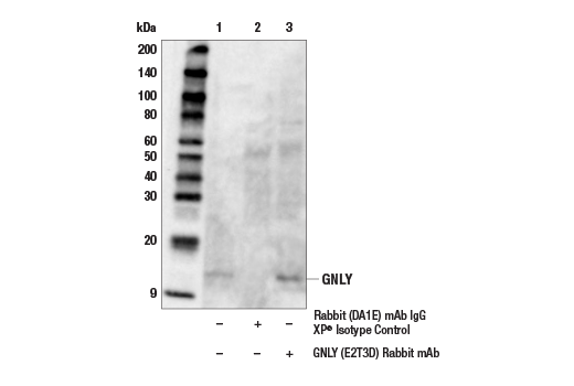 Immunoprecipitation Image 1: GNLY (E2T3D) Rabbit Monoclonal Antibody