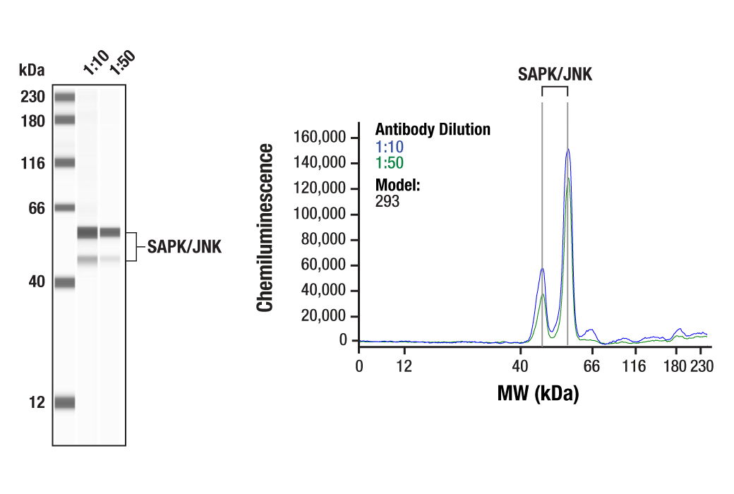 Western Blotting Image 1: SAPK/JNK Antibody