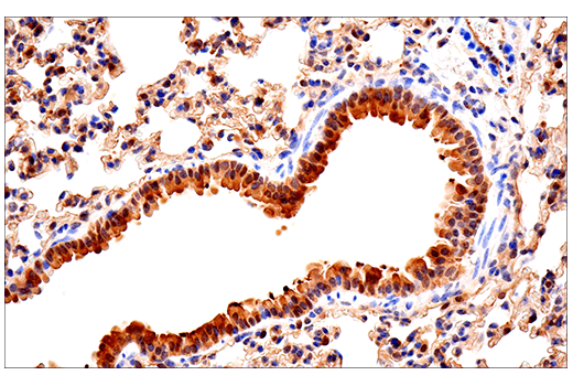 Immunohistochemistry Image 7: SOD1 (E4G1H) Rabbit Monoclonal Antibody