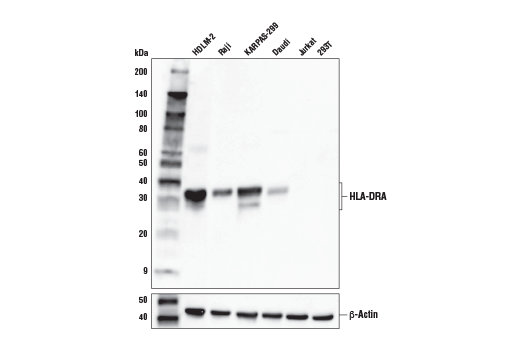 Western Blotting Image 2: HLA-DRA (E9R2Q) Rabbit Monoclonal Antibody