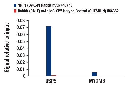 CUT & RUN Image 3: NRF1 (D9K6P) Rabbit Monoclonal Antibody