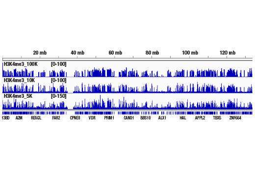 CUT & RUN Image 1: CUT&RUN Assay Kit