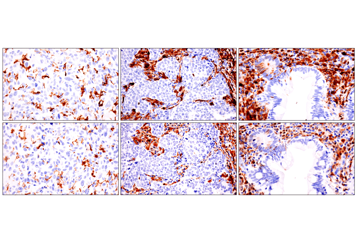 Immunohistochemistry Image 9: p47phox (F3Y6C) Rabbit Monoclonal Antibody