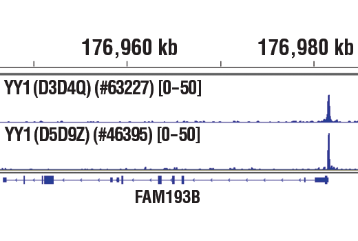 Chromatin Immunoprecipitation Image 1: YY1 (D3D4Q) Rabbit Monoclonal Antibody