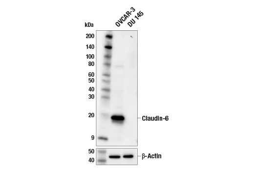 Western Blotting Image 1: Claudin-6 (E7U2O) XP<sup>®</sup> Rabbit mAb