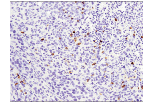 Anti CD4 Antibody (D7D2Z) Rabbit mAb | Cell Signaling Technology